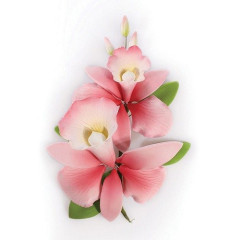 Suikerbloem Orchidee Roze 15cm