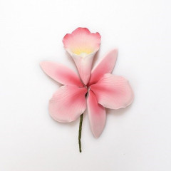 Suikerbloem Orchidee Roze 10cm